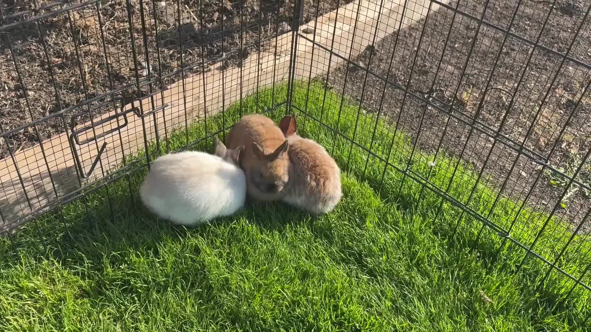 Netherland Dwarf rabbits for sale: 3 x Netherland Dwarf Bunnies * Ready now 🏡 * - Video 1