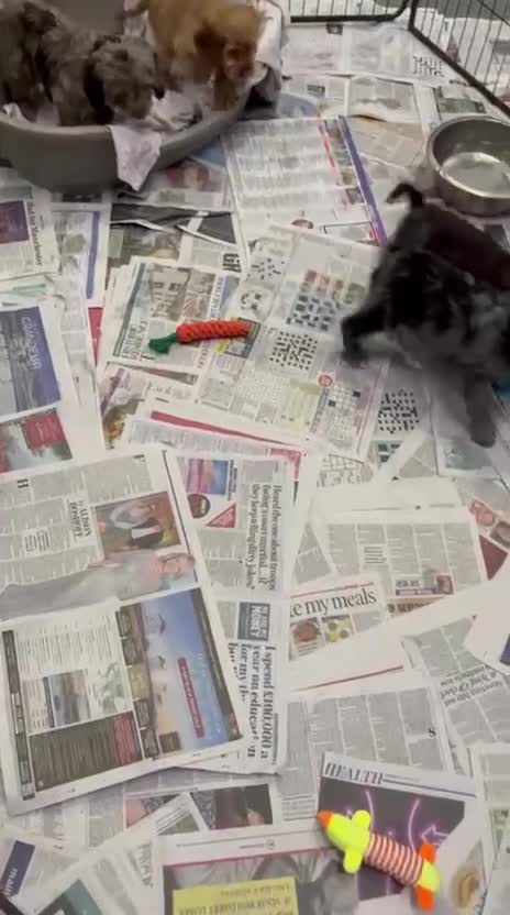 Cockapoo dogs for sale: Ready now unusual all types of colours - Video 4