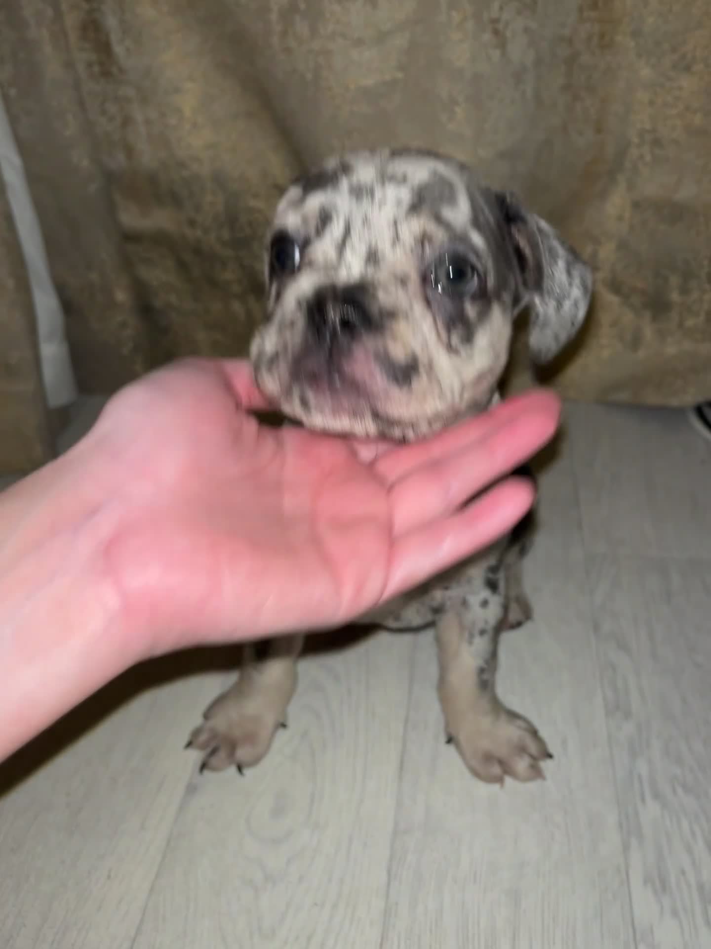 French Bulldog dogs for sale: READY NOW French bulldog pups REDUCED - Video 4