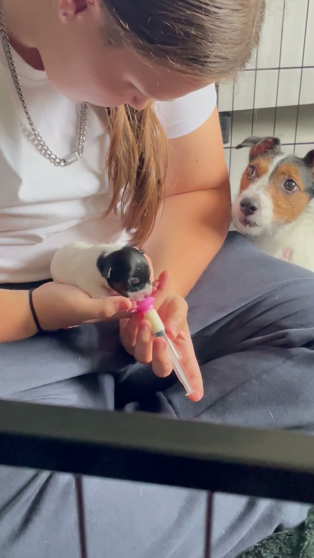 Jack Russell dogs for sale: Stunning Jack Russell puppies - Video 4