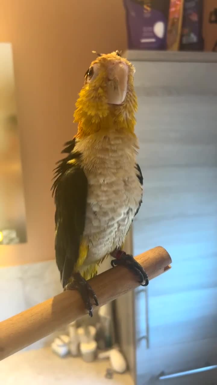 Parrots birds for sale: Tame Baby White-bellied Caique Parrot  - Video 1