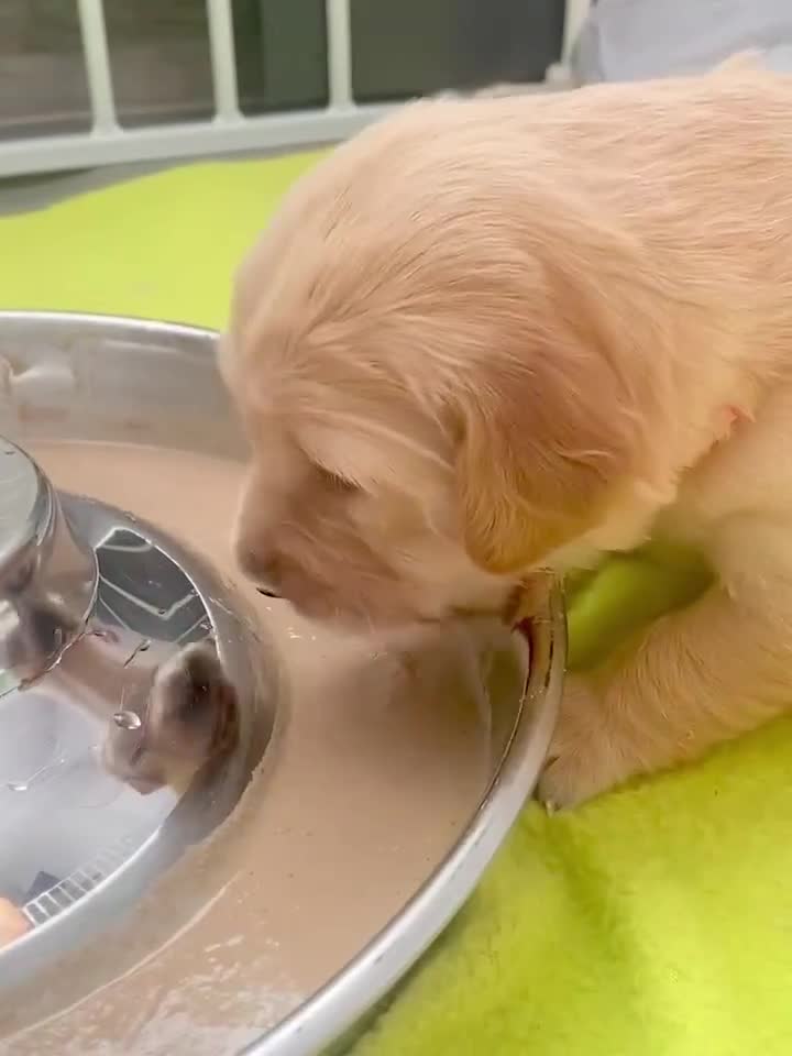 Golden Retriever dogs for sale: [KC Pure Pedigree] Family Raised GR Puppies - Video 2