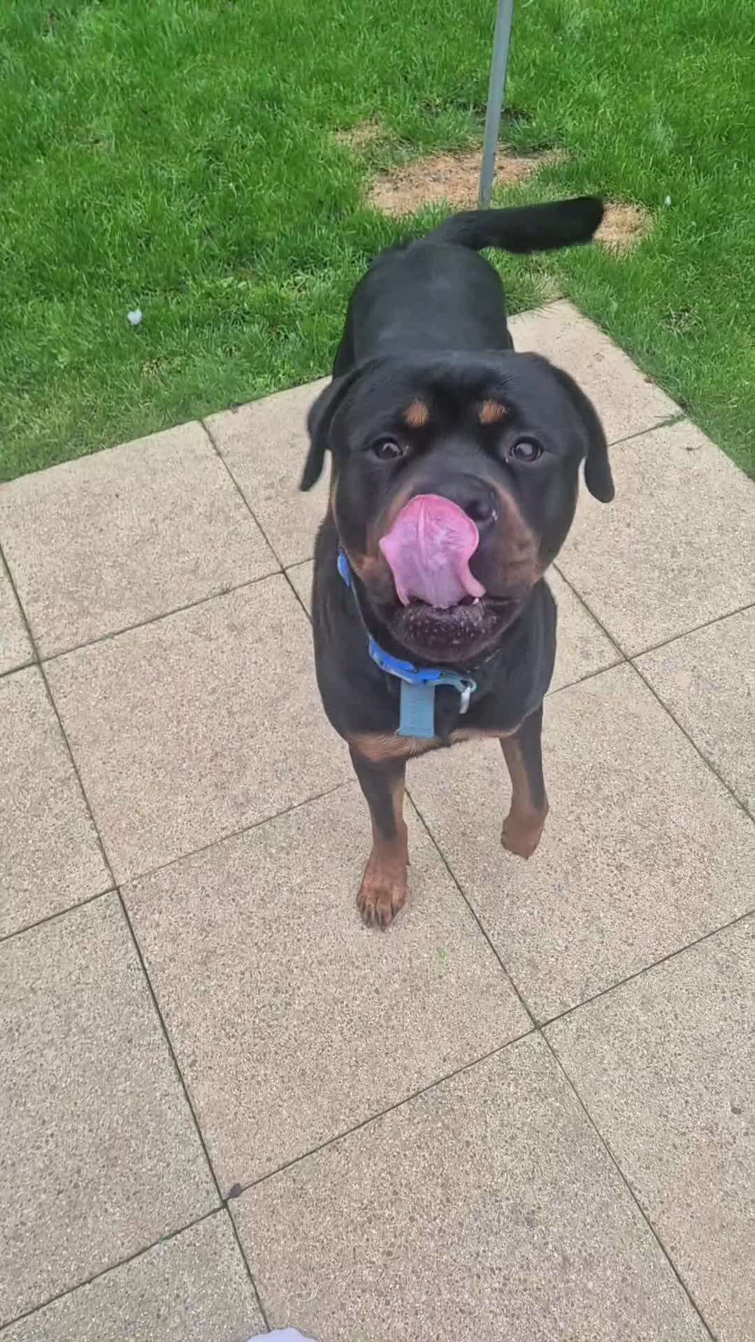 Rottweiler dogs for sale: Rottweiler - 20 months old - male - Video 1
