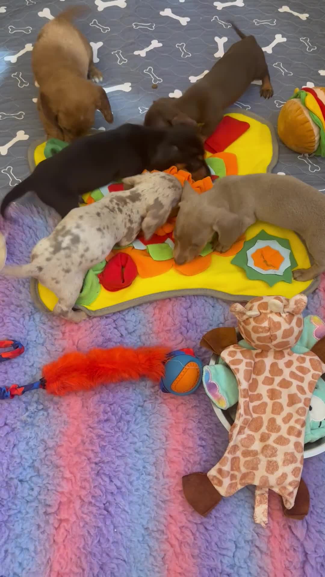 Miniature Dachshund dogs for sale: 5 ⭐ Licensed Breeder Miniature Dachshunds puppies - Video 1