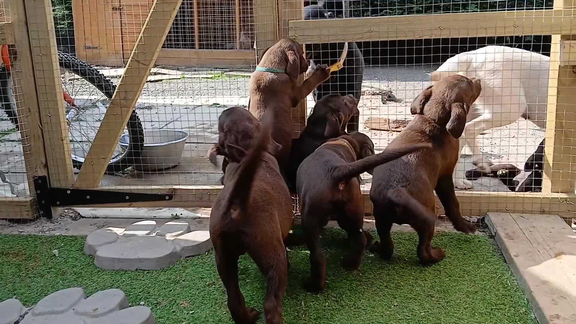 Labrador Retriever dogs for sale: **READY NOW**CHOCOLATE LAB PUPS - Video 1