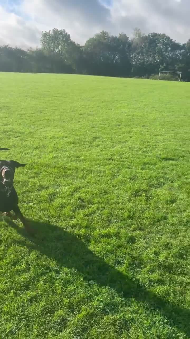 Dobermann dogs for stud: Diablo for stud - Video 2