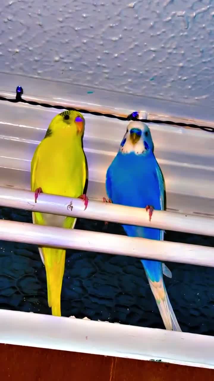 Budgerigars birds for sale: X2 budgies  in Derby - Video 3