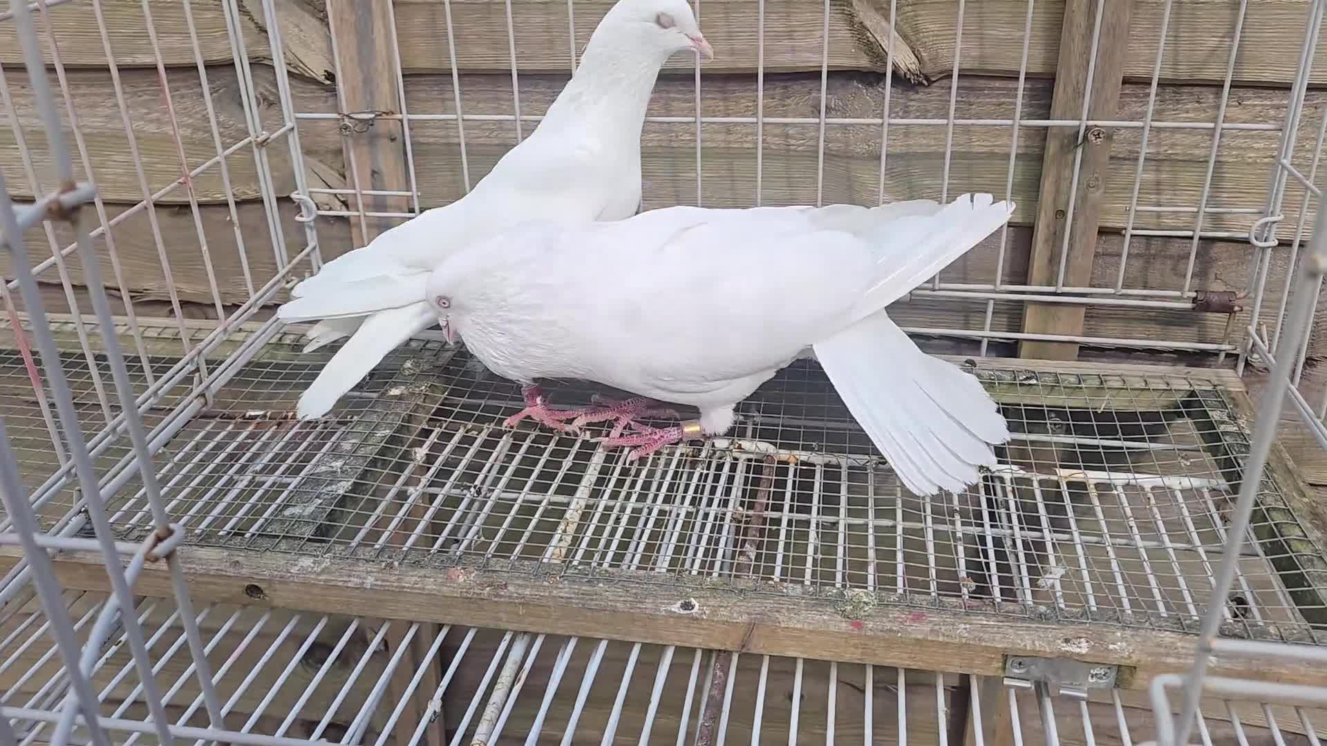 Mixed Breed birds for sale: For sale  in Greenford - Video 3