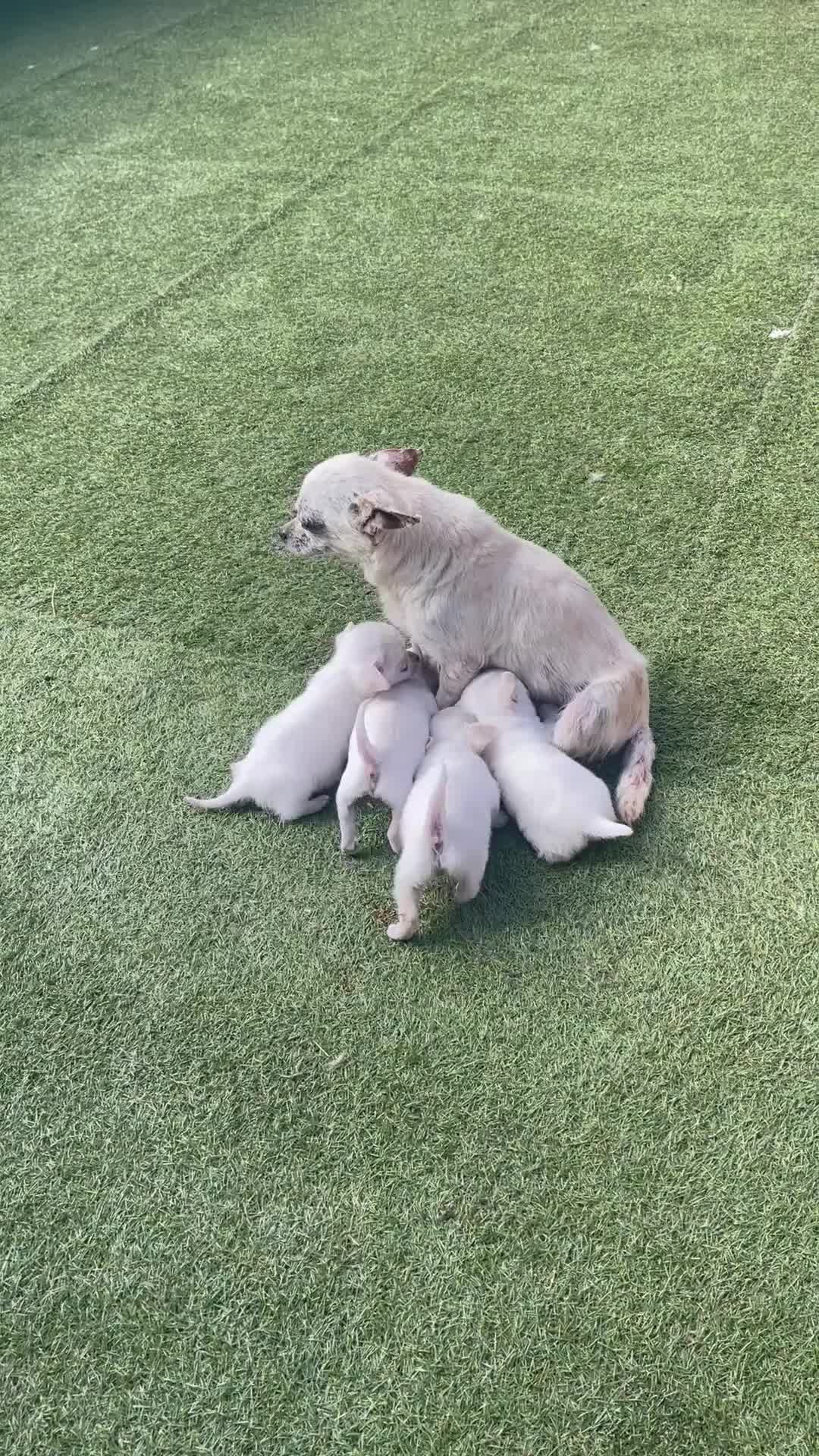 Chihuahua dogs for sale: Last boy left - Video 3