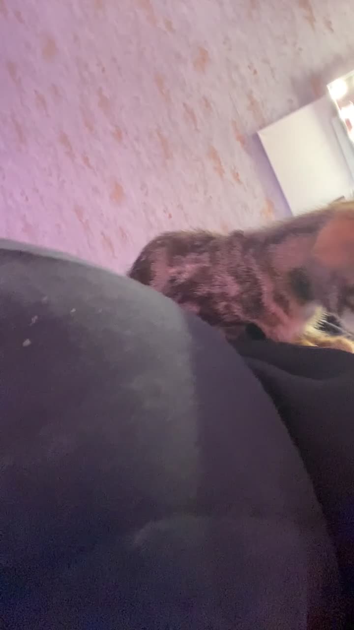 Mixed Breed cats for sale: Sushi for sale - Video 1