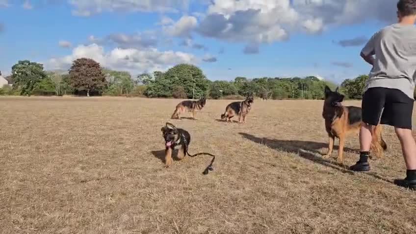 German Shepherd dogs for sale: KC German Shepherd puppies  - Video 2