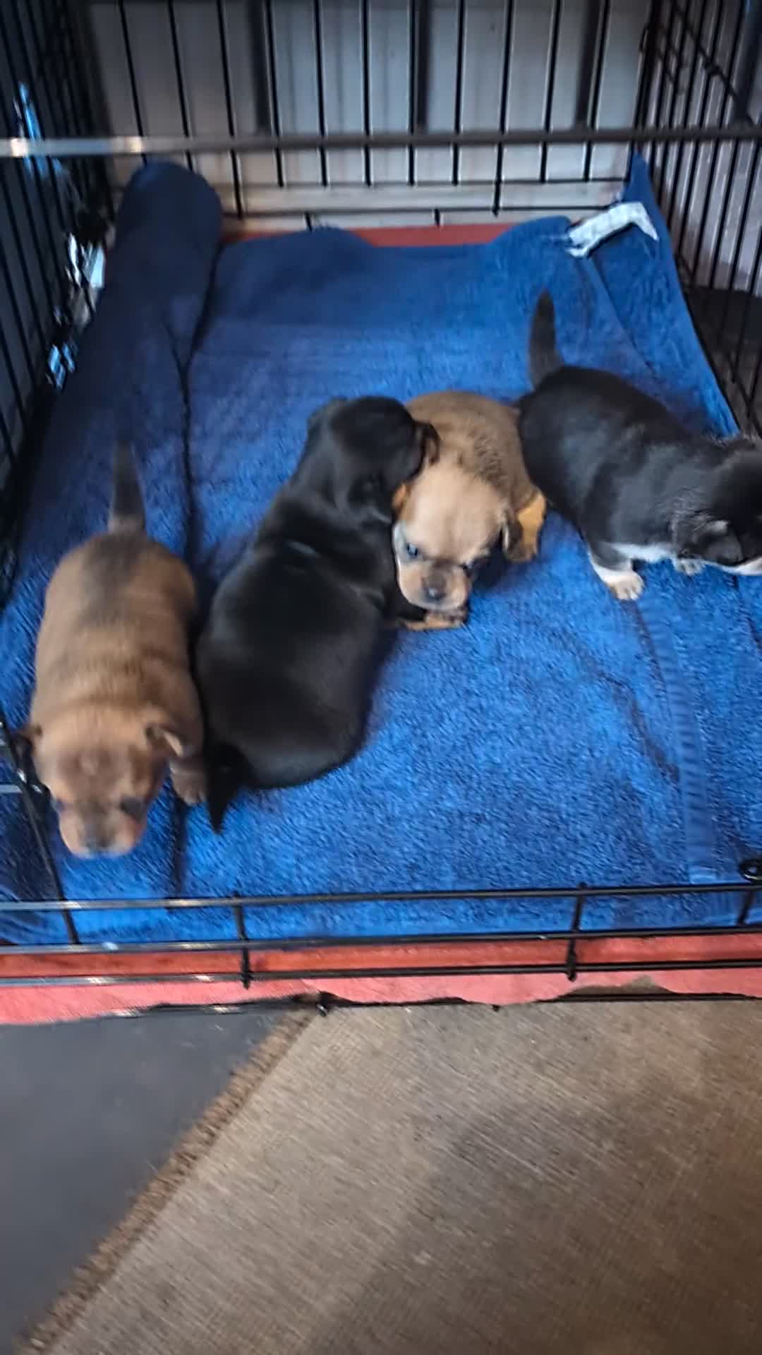 Mixed Breed dogs for sale: Shih Chi X chihuahua Frenchie - Video 1