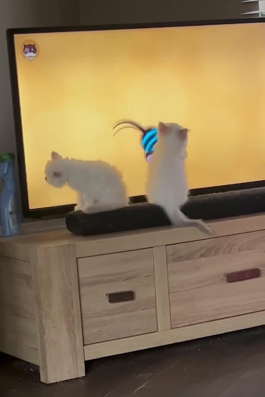 Ragdoll cats for sale: 2Male Kittens - Video 1