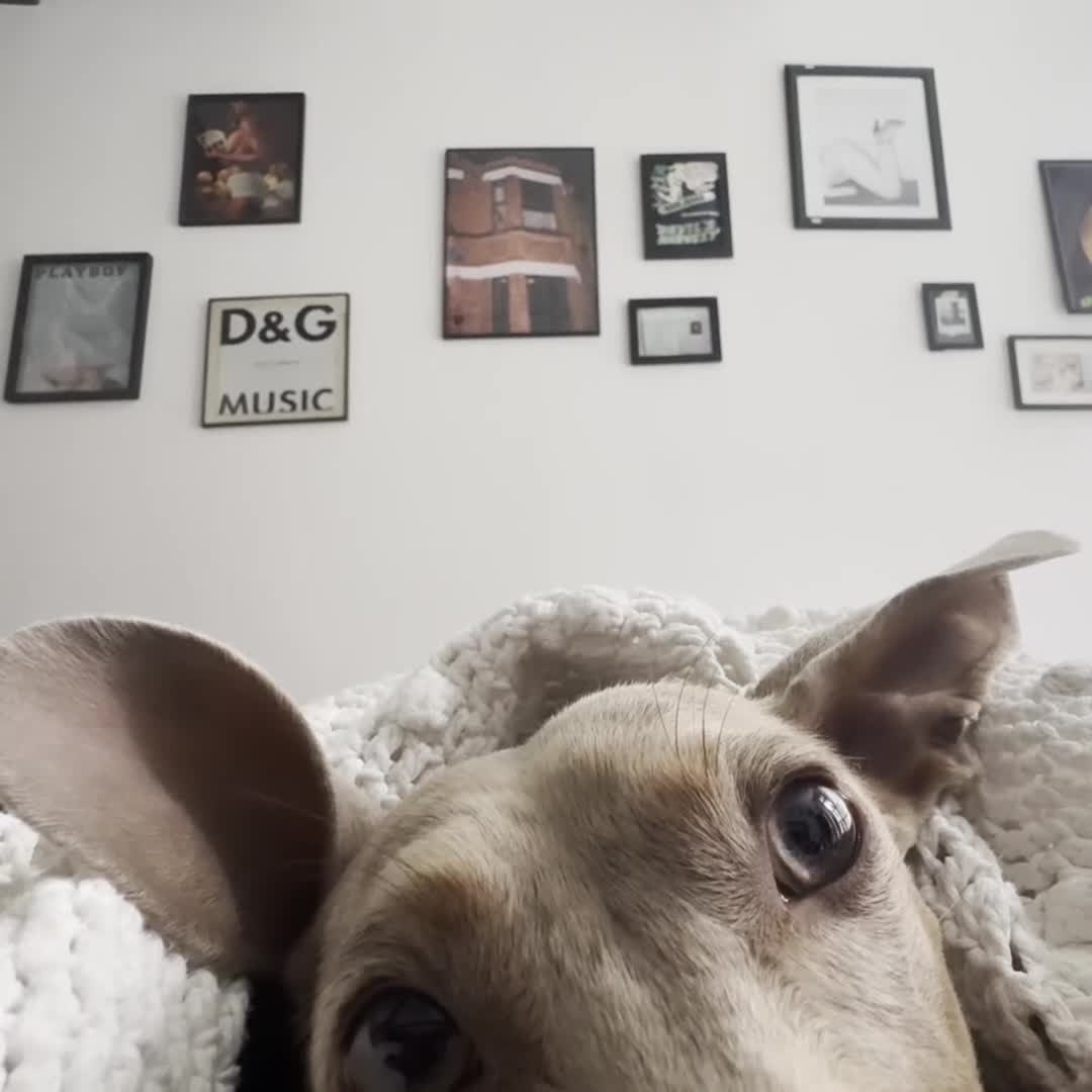 Miniature Dachshund dogs for sale: Amazing, Gentle, Loving Babi deserves more time - Video 2