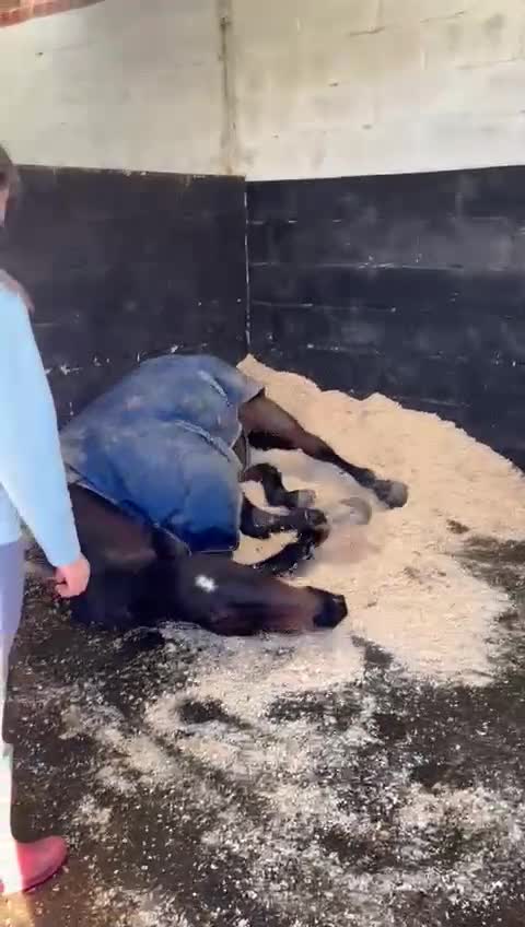 Irish Thoroughbred horses for sale: King 15.3hh aged 15 - Video 2