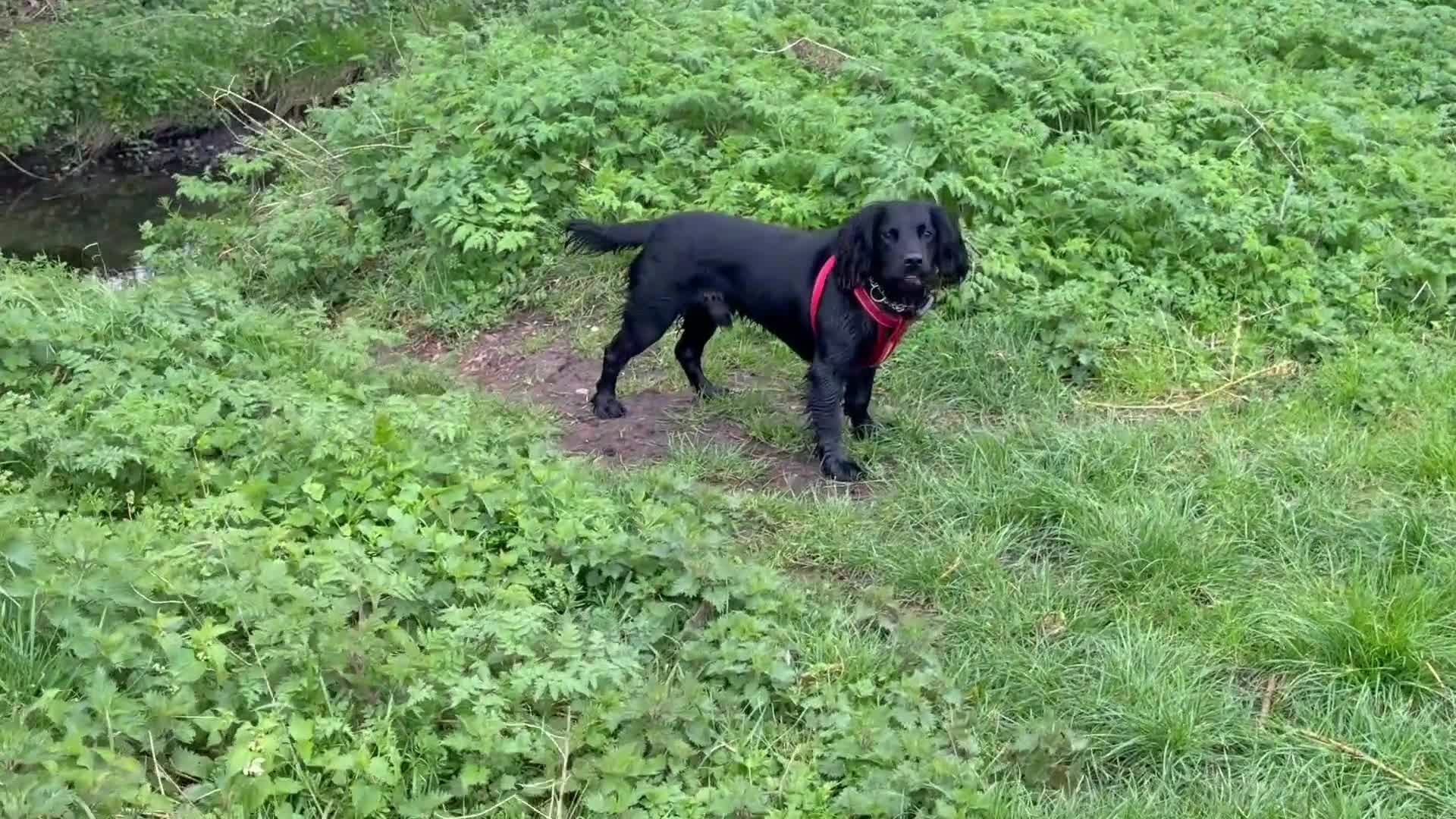 Cocker Spaniel dogs for sale: Cocker Spaniel Male 14 months - Video 2