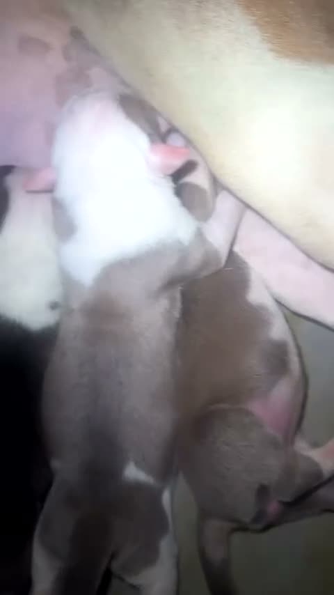 Mixed Breed dogs for sale: Old tyme English Bulldog X American Bulldog in Newcastle upon Tyne - Video 1