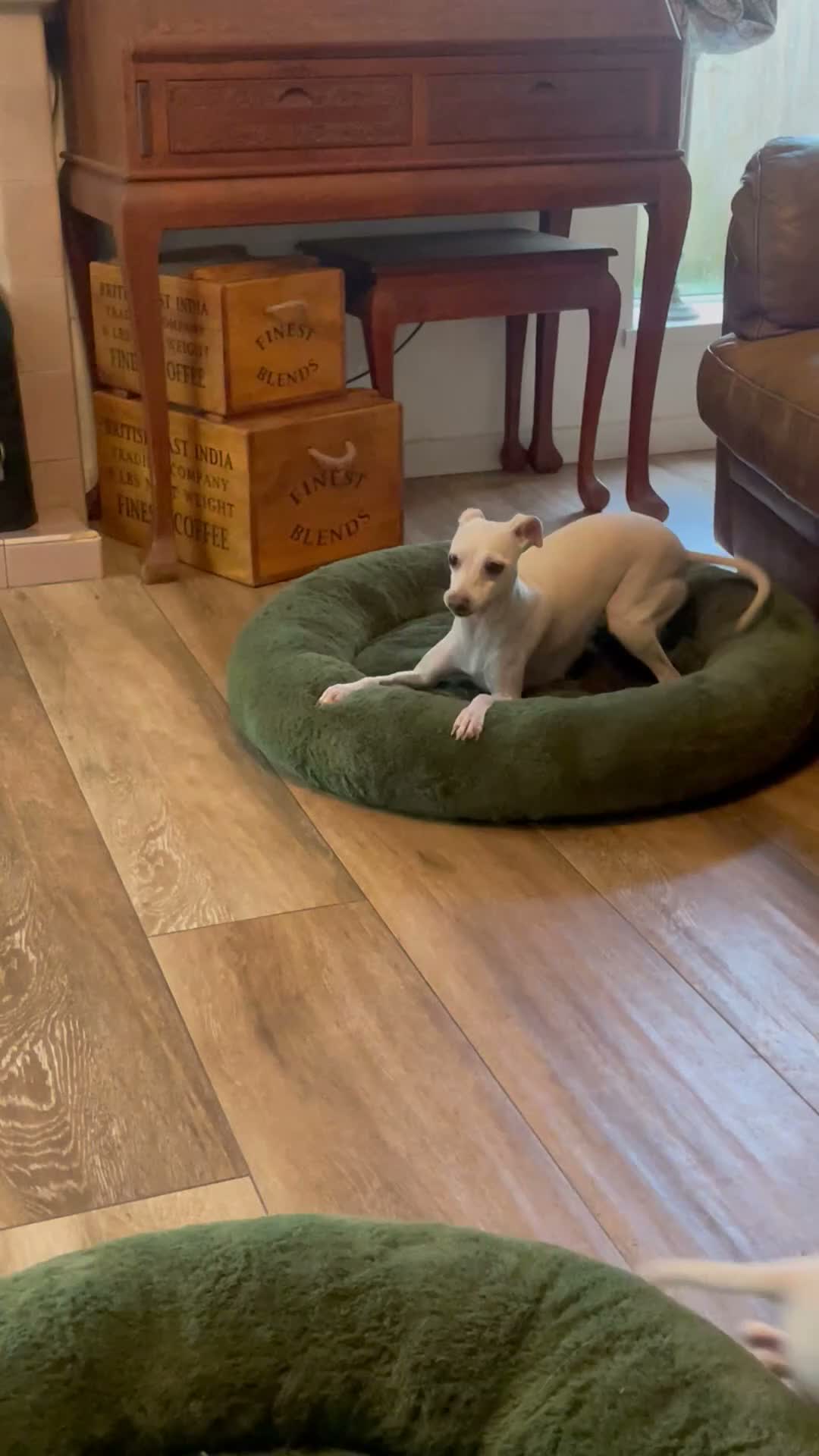 Italian Greyhound dogs for sale: Gorgeous KC Italian Greyhound Boys - Video 2