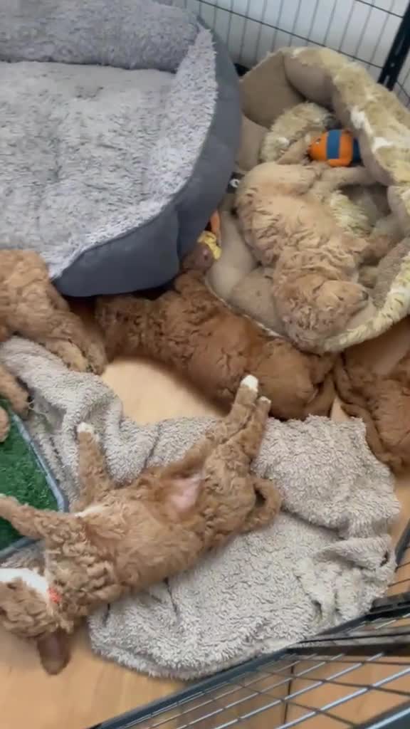 Standard Poodle dogs for sale: KC Standard Poodle Beautiful Puppies - Video 1