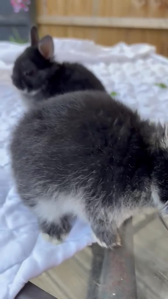Netherland Dwarf rabbits for sale: Baby rabbits  - Video 1