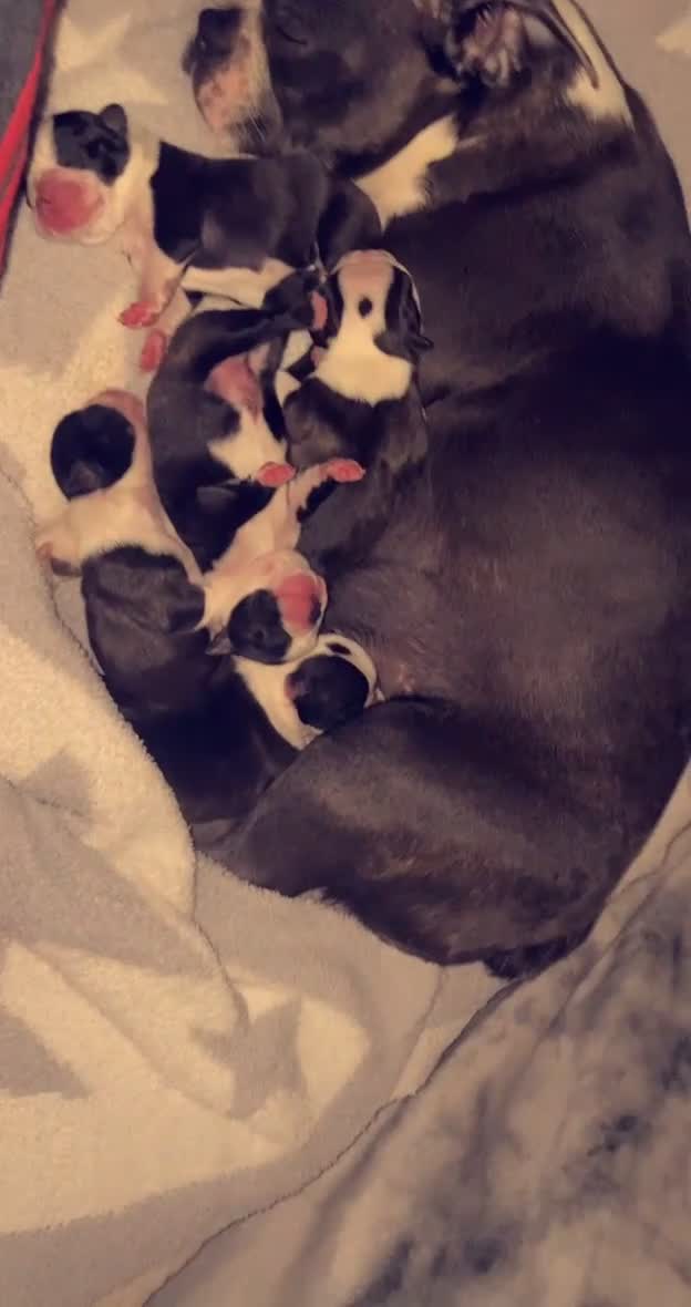 Boston Terrier dogs for stud: Mickey Mouse🐁proven kc (for stud) - Video 1