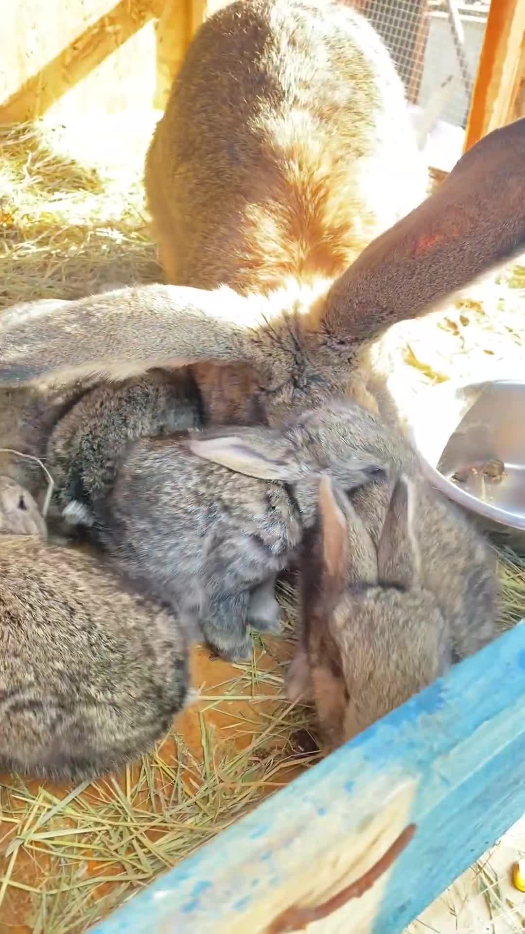Continental Giant rabbits for sale: Continental Giant- Purebred from Both Parents - Video 1