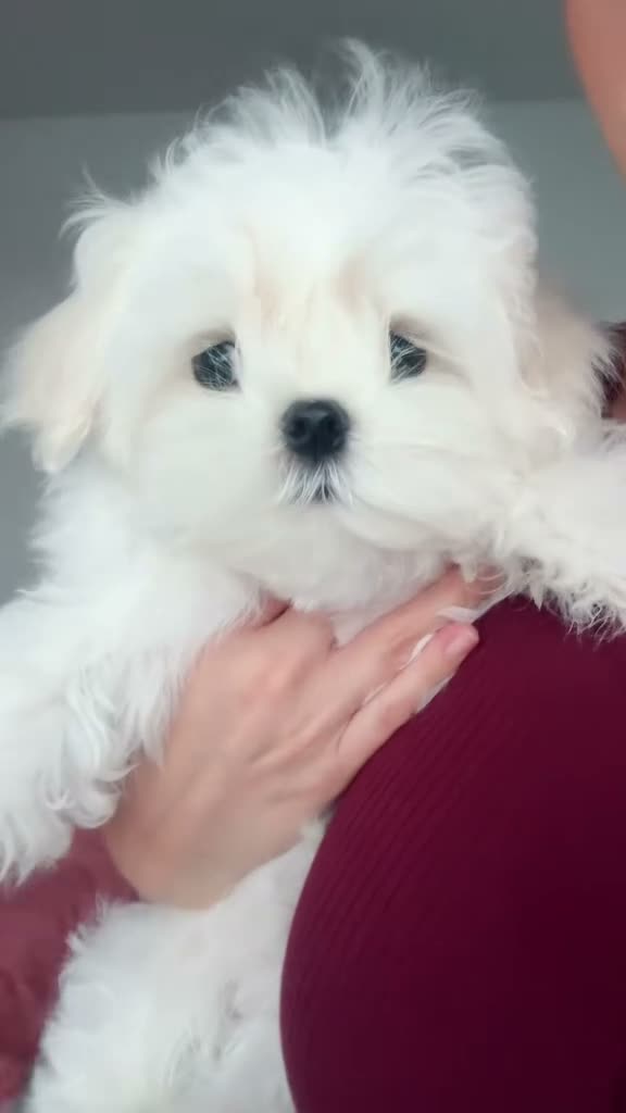 Maltese dogs for sale: 🦋Show Quality Maltese Boy Health Tested Parents🦋 - Video 1