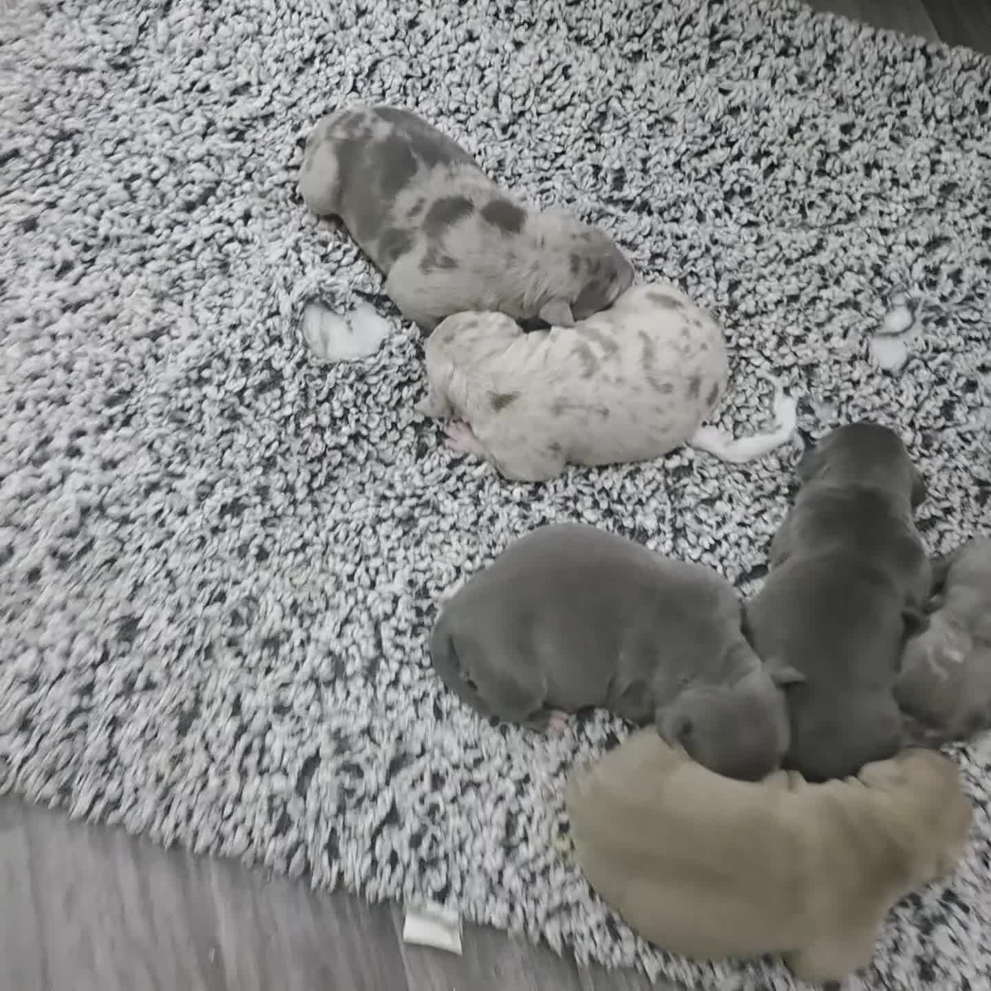 American Bull Staffy dogs for sale: American staff pups - Video 3