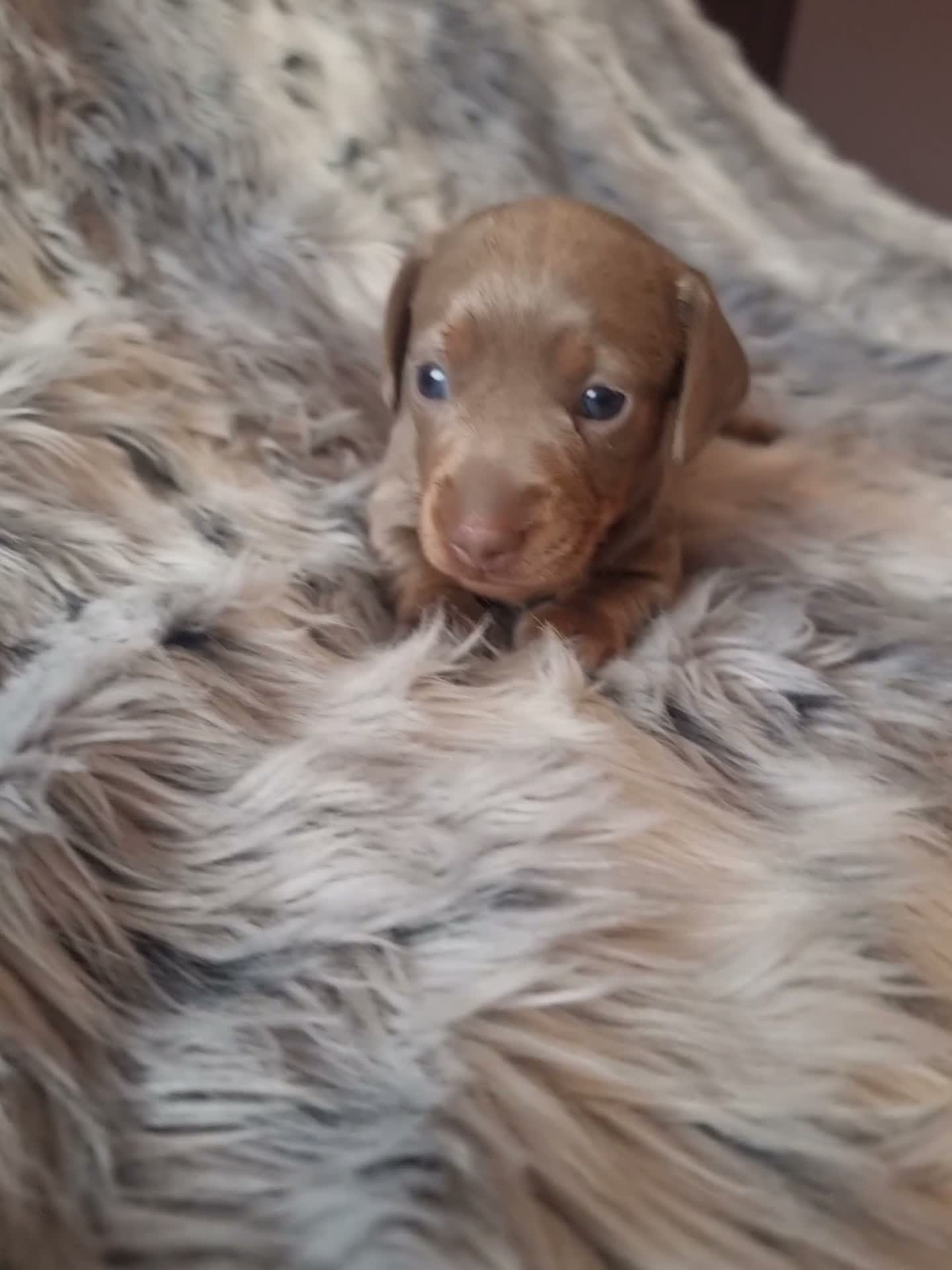 Miniature Dachshund dogs for sale: Stunning Top Quality Mini Dachshunds - Video 3