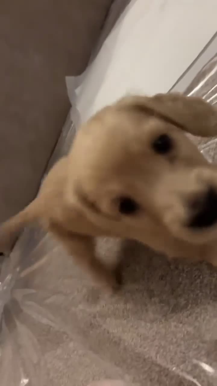 Miniature Dachshund dogs for sale: English cream longhair miniature daschound  - Video 2