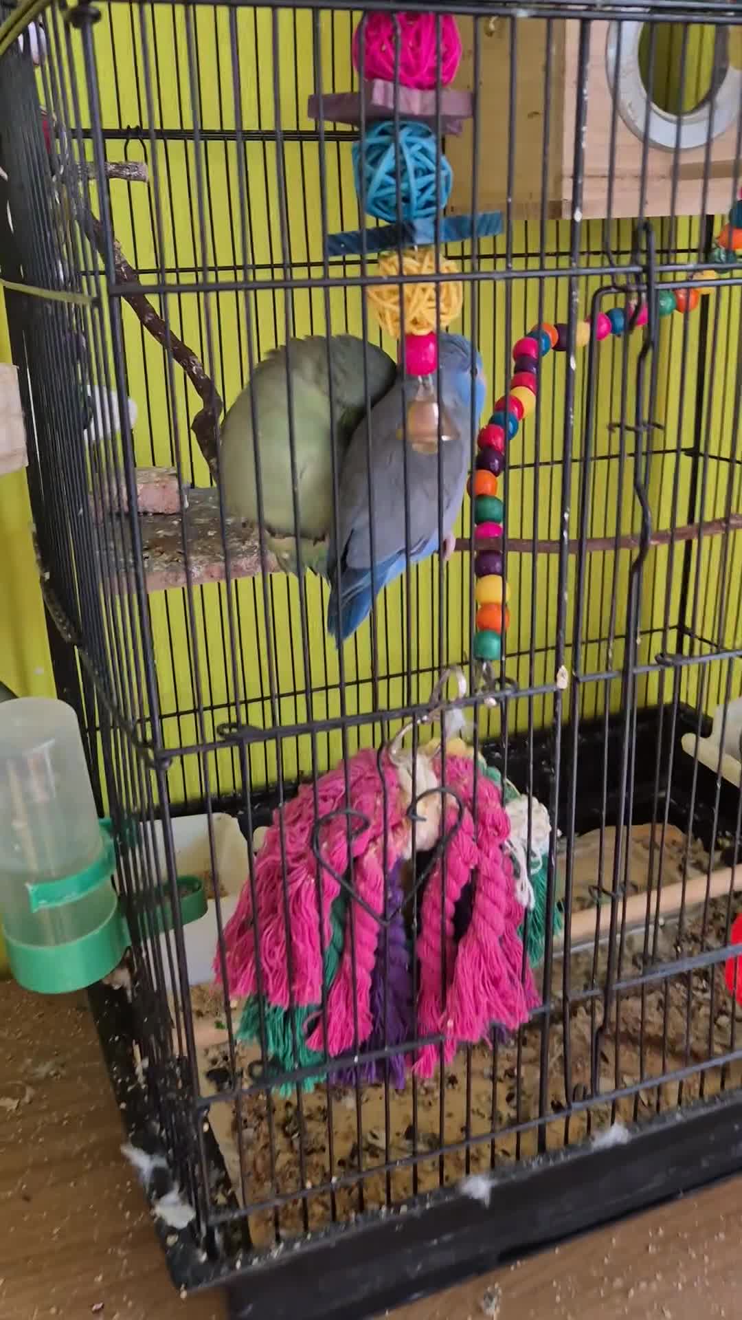 Parrots birds for sale: parrotlet babies - Video 1