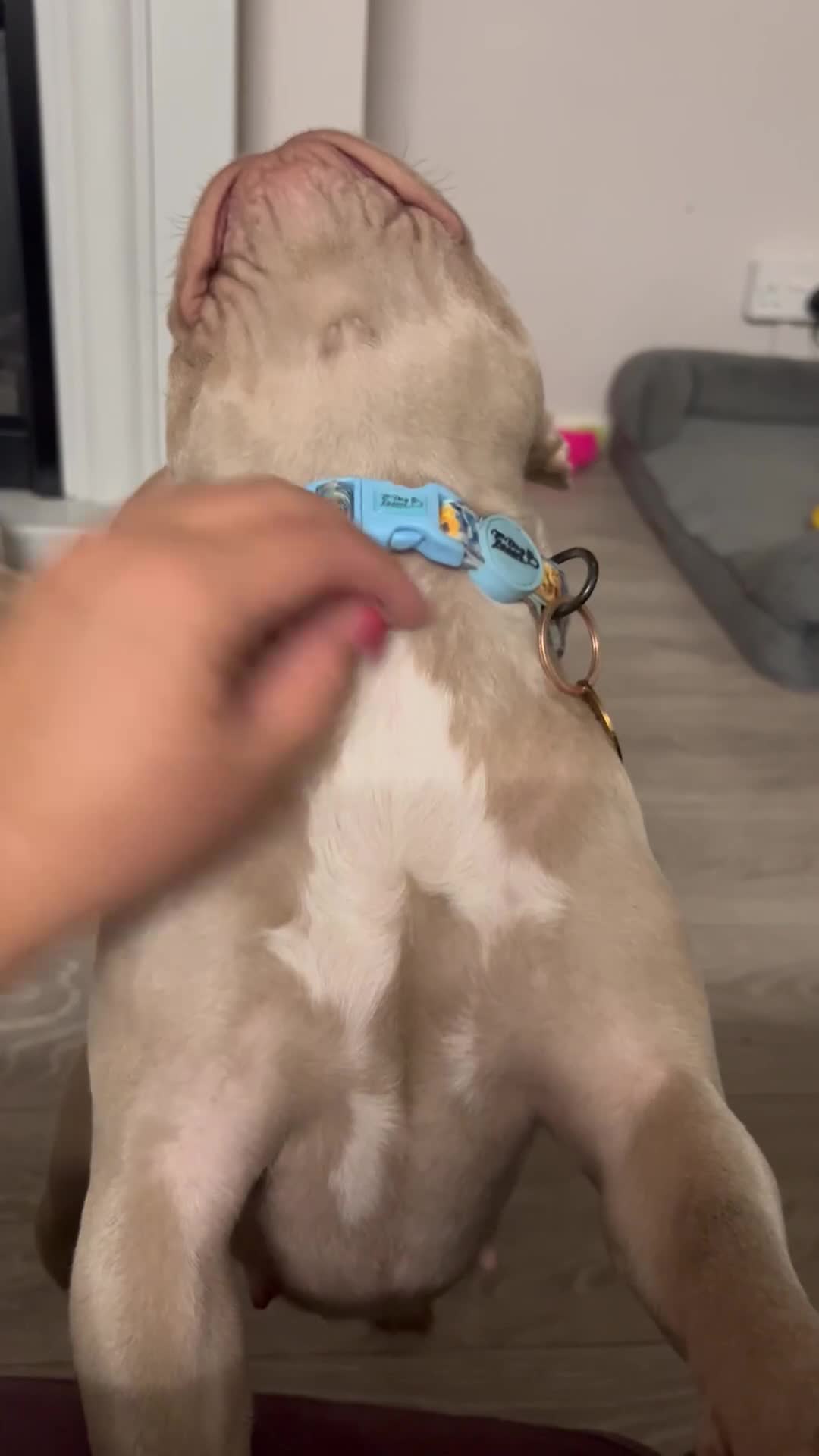 French Bulldog dogs for sale: Prada tiny Kc female new shade Isabella  - Video 1