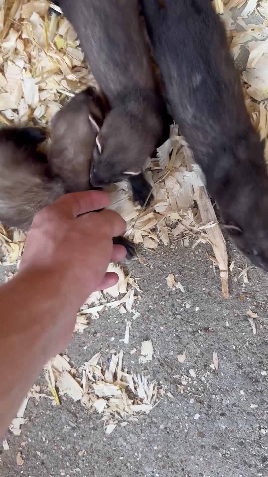 Ferret rodents for sale: solid black cross polecat kits  - Video 4