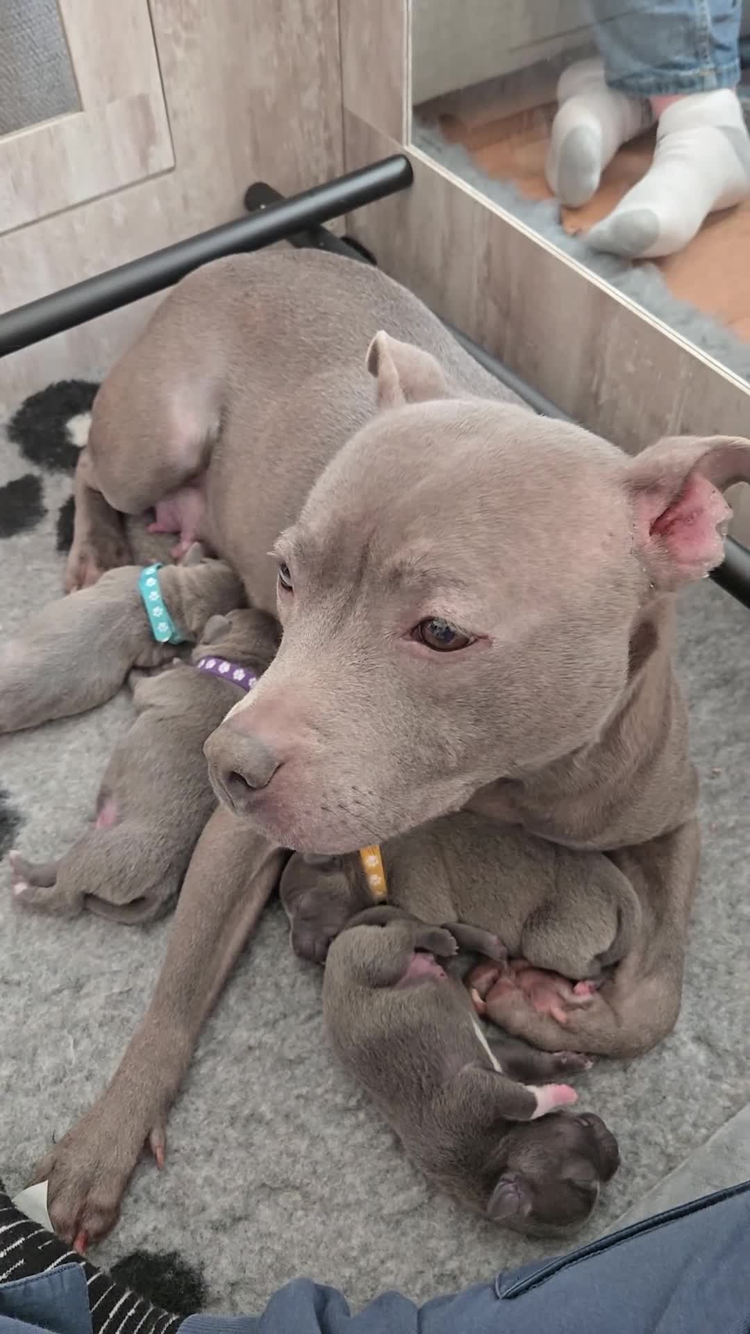 Staffordshire Bull Terrier dogs for sale: 10wk old Staffordshire Bull Terrier Puppy  - Video 2
