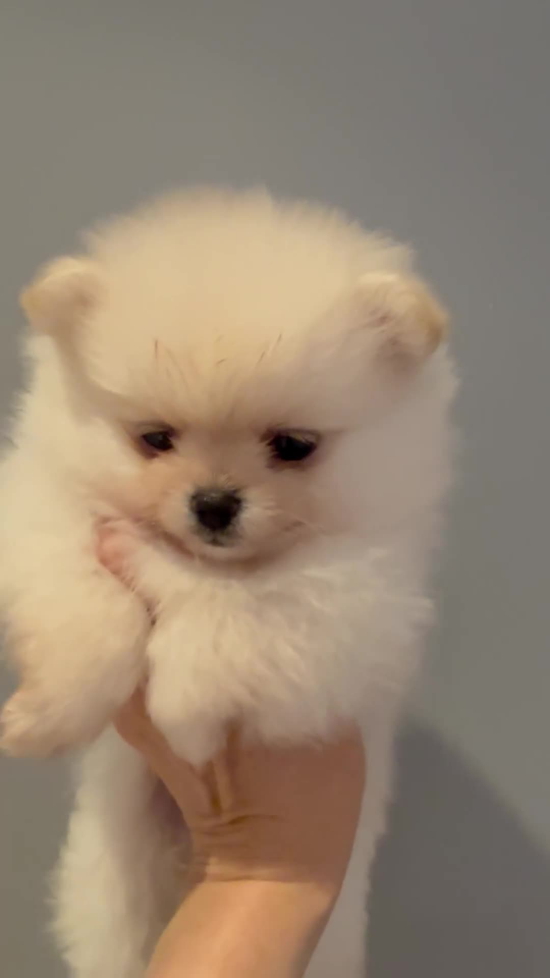 Pomeranian dogs for sale: Outstanding Pomeranian puppies  - Video 2
