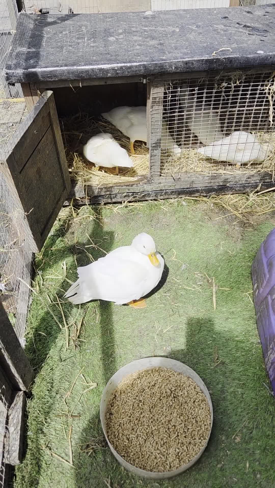 Ducks poultry for sale: 1 male and 1 female call duck 7 week old - Video 1