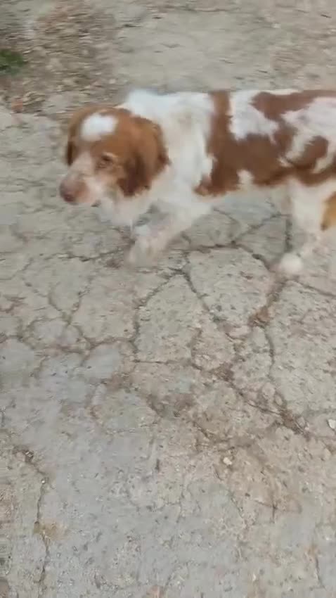 Brittany Spaniel dogs for adoption: Lovely gentleman Rudolph- Camberley Surrey - Video 1