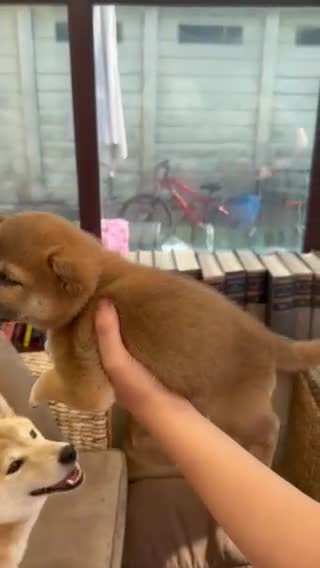 Japanese Shiba Inu dogs for sale: Shiba Inu Full Pedigree Puppies - Video 5
