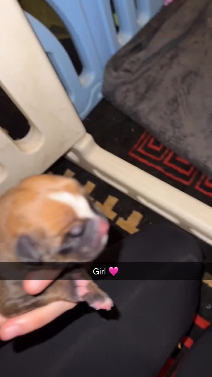 Mixed Breed dogs for sale: Cane corso cross bullmastiff  - Video 1