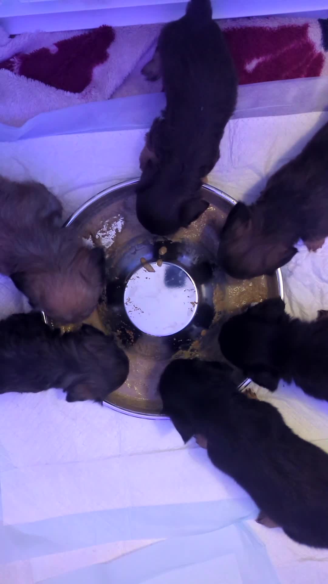 Mixed Breed dogs for sale: Long-haired Miniature Dachehund X Chipoo in Saint Columb - Video 1