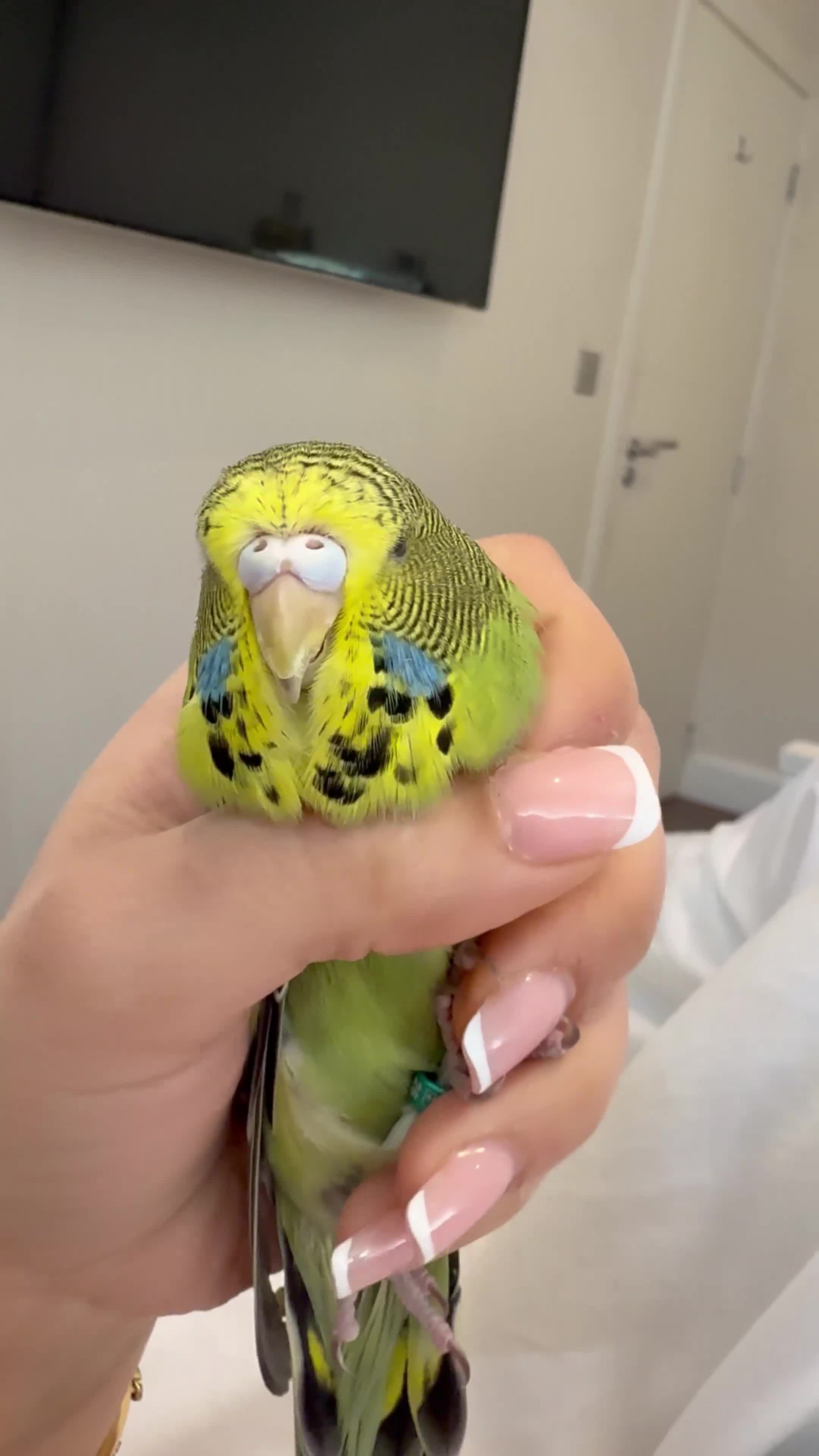 Budgerigars birds for sale: Bobby the budgie- hand tamed 3.5 week fully weaned - Video 2