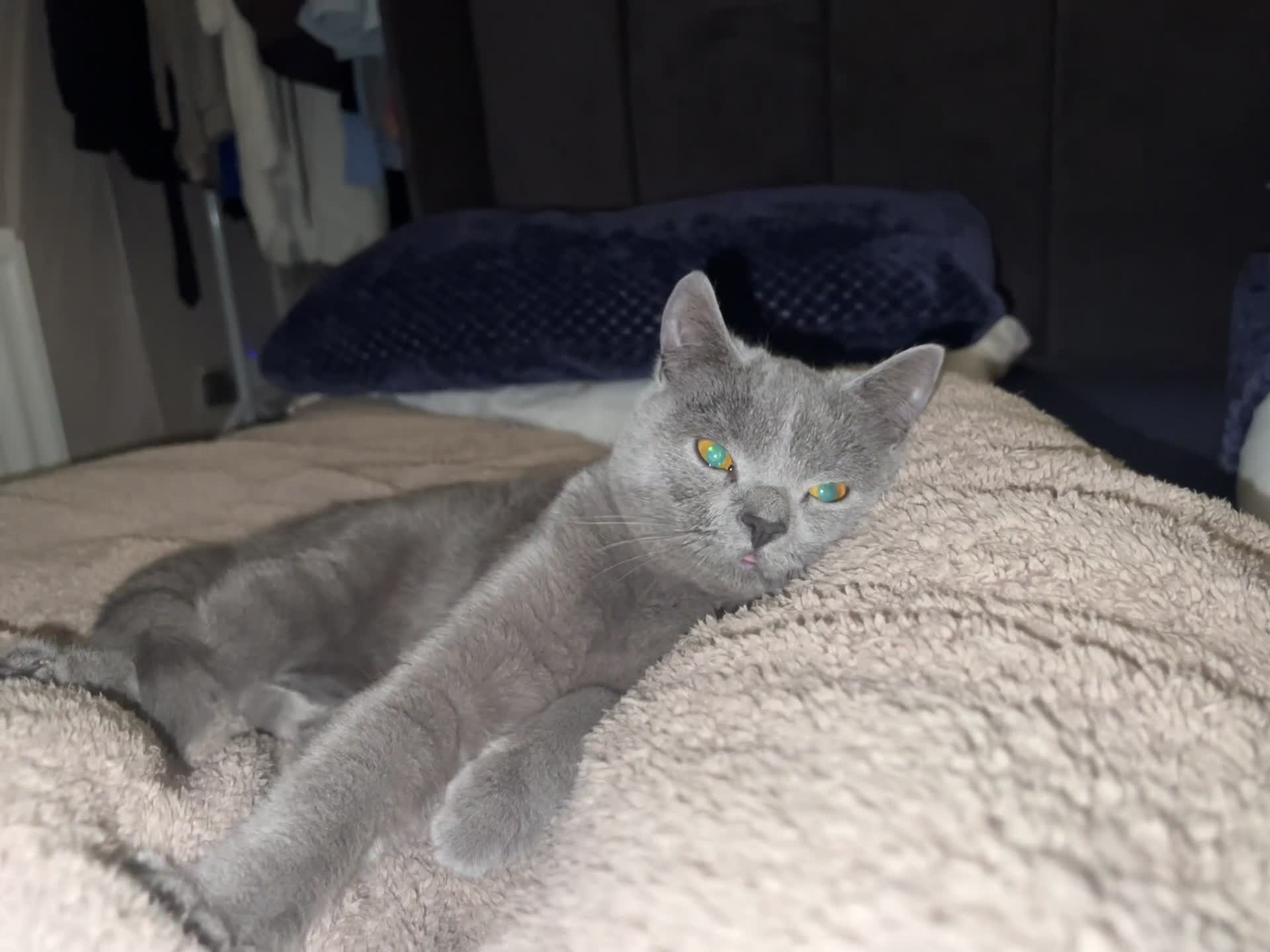 British Shorthair cats for sale: 14-Month-Old British Shorthair - Video 4