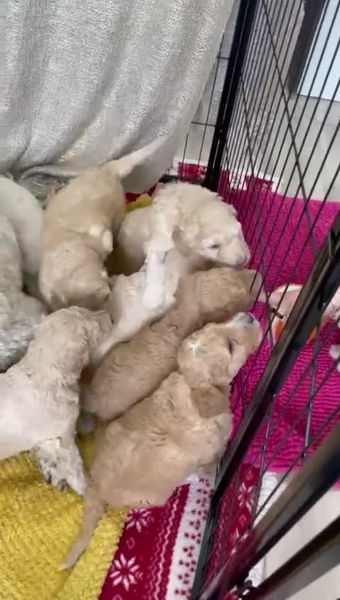 Standard Poodle dogs for sale: Standard Poodle Puppies Looking for Their Families - Video 2