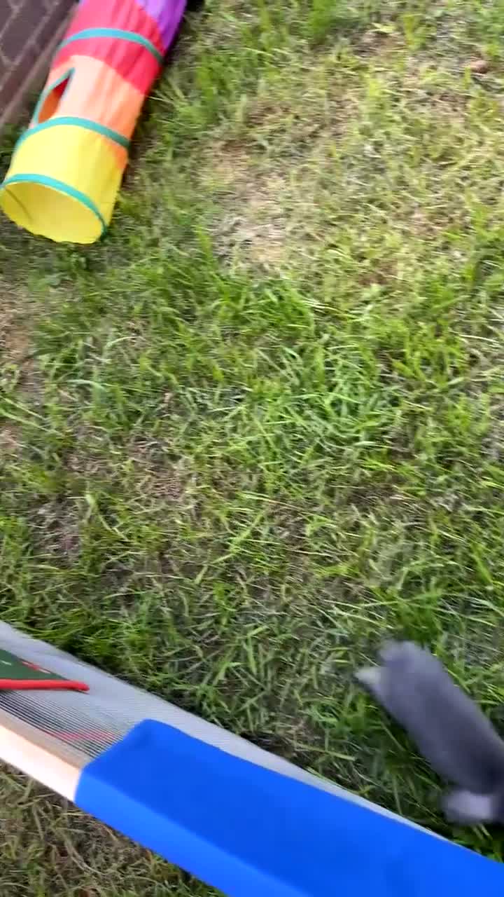 Mixed Breed rabbits for sale: Mixed baby rabbits born 19/08/26 - Video 1