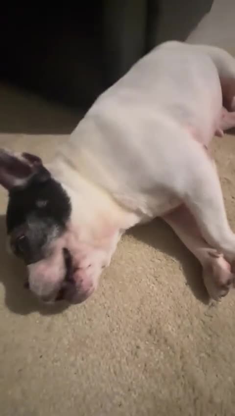 French Bulldog dogs for sale: French Bulldog - 11 years old in Havant - Video 1