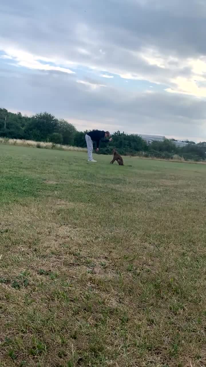 Mixed Breed dogs for sale: malinois x lurcher  - Video 2