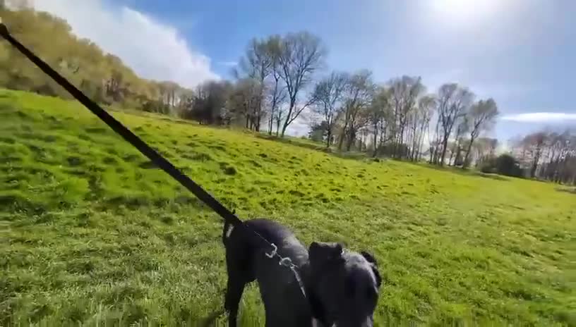 Mixed Breed dogs for adoption: ❤️🐶 DORIS – A BIG SOFT HEART IN A YOUNG BODY - Video 5