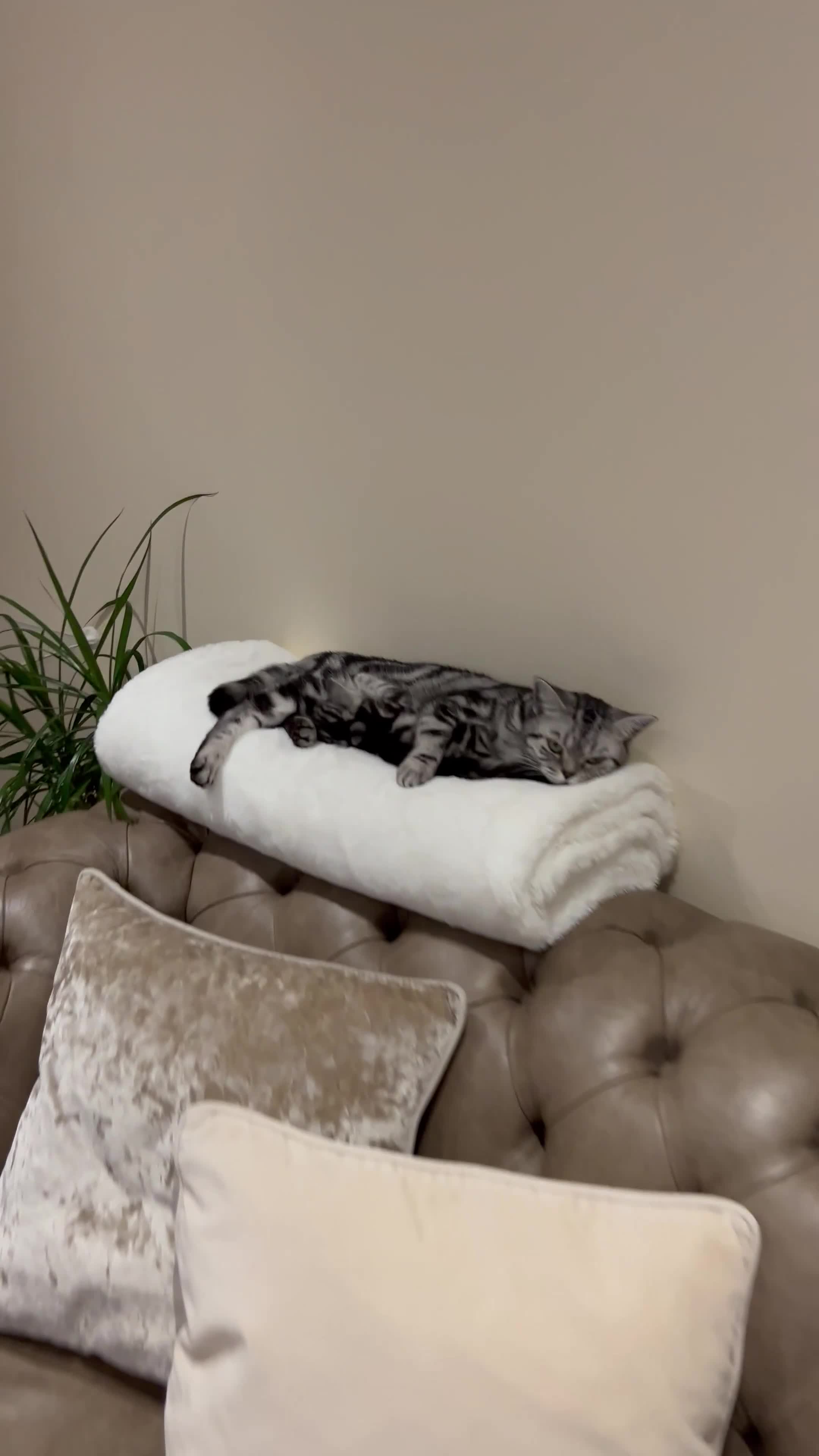 Scottish Fold cats for sale: Duke ( silver tabby Scottish straight)  - Video 2