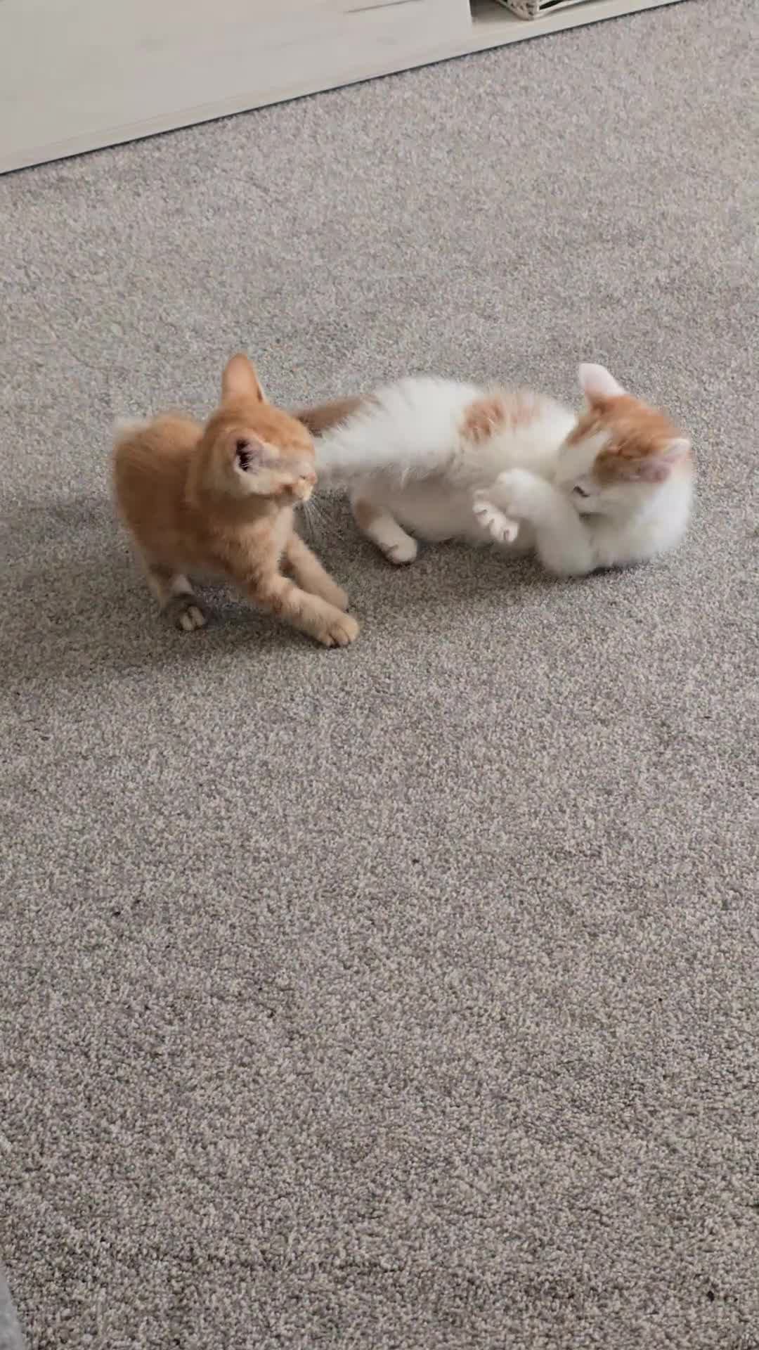 Mixed Breed cats for sale: Ginger kittens - Video 1