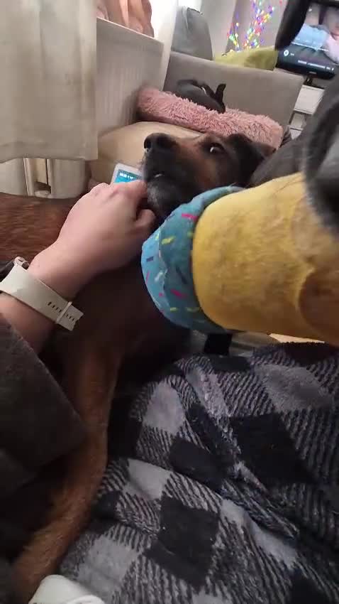 Mixed Breed dogs for adoption: 💙🐶 STAS 🐶💙 - Video 5